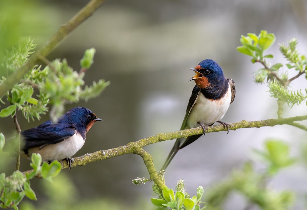 Rauchschwalben Zwei Rauchschwalben sitzen nebeneinander auf einem Ast und wenden sich einander zu, die rechte sperrt den Schnabel auf